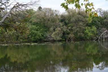 Parktaki göl manzarası