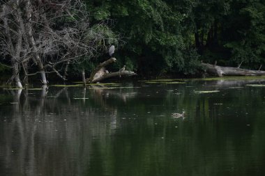 Güzel manzara, sonbahar ve gölde kuşlarla dolu orman. 
