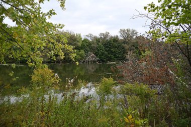 Güzel manzara, sonbahar ve göl ormanı. 