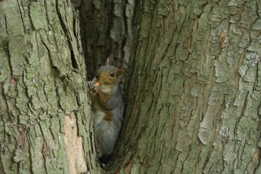 a squirrel on a tree squirrel on the background of the landscape, clipart