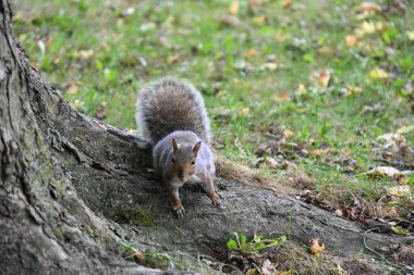 Parktaki sincap manzarası