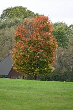 Renkli ağaçlarla dolu sonbahar manzarası