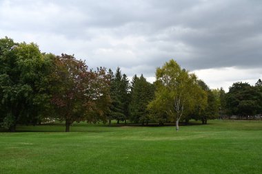 Renkli ağaçlarla dolu sonbahar manzarası