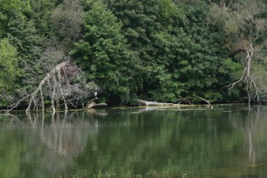 Güzel manzara, sonbahar ve gölde kuşlarla dolu orman. 