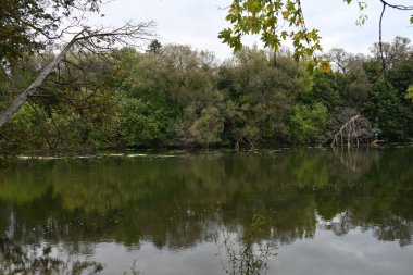 Güzel manzara, sonbahar ve göl ormanı. 