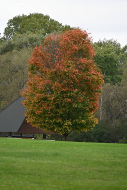 Renkli ağaçlarla dolu sonbahar manzarası