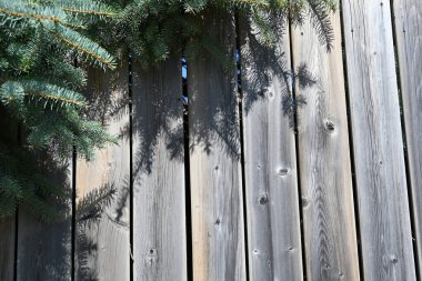 güzel arkaplan, doku ve ağaç