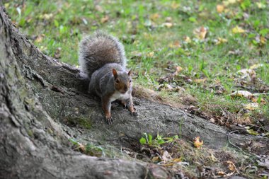 Manzaranın arka planında bir sincap,