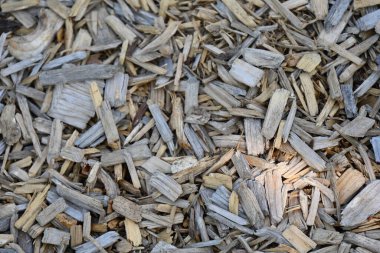 güzel arkaplan, doku ve ağaç