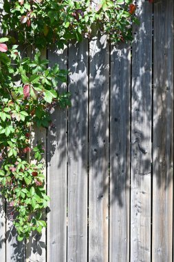 güzel arkaplan, doku ve ağaç