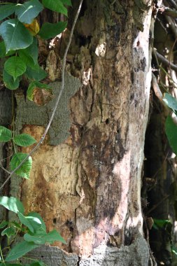 güzel arkaplan, doku ve ağaç