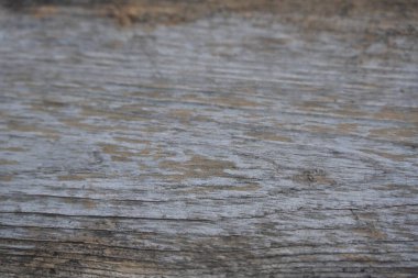 güzel arkaplan, doku ve ağaç