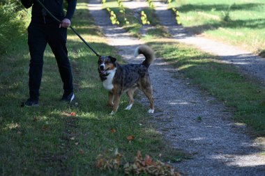 Parktaki sevimli köpek.,