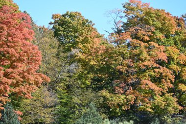 Renkli ağaçlarla dolu sonbahar manzarası