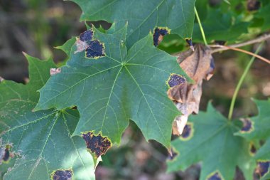 Parktaki yeşil akçaağaç yaprağı, parktaki yeşil akçaağaç yaprağı, kapat
