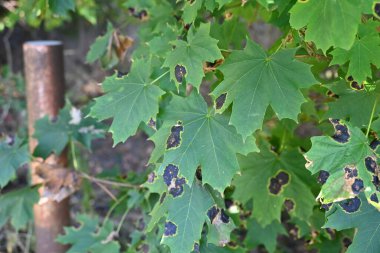 Parktaki yeşil akçaağaç yaprağı, parktaki yeşil akçaağaç yaprağı, kapat