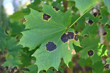 Parktaki yeşil akçaağaç yaprağı, parktaki yeşil akçaağaç yaprağı, kapat