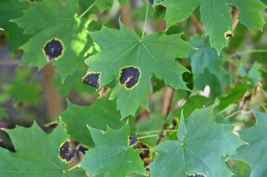 Bahçedeki bir yaprağı kapat.