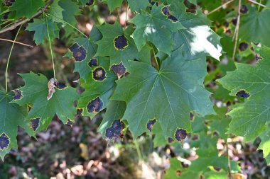 Ormandaki meşe yapraklarının yakınına..