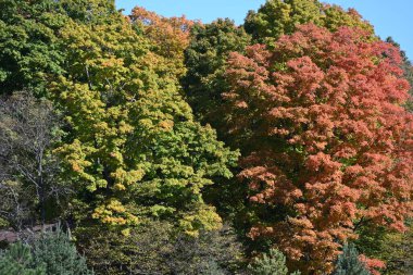 Ormanda renkli sonbahar yaprakları, sonbahar mevsimi bitki örtüsü ve doğa