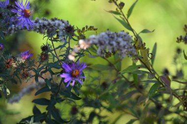 Bahçede mor çiçekler