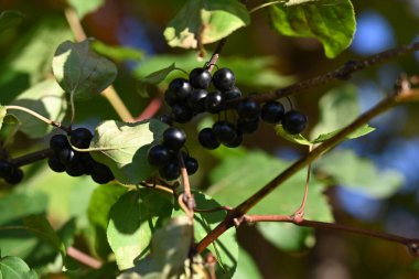 Bahçedeki ağaçta kuşüzümü. Olgun meyveler. Frenk üzümü. Olgun meyveler dalda.