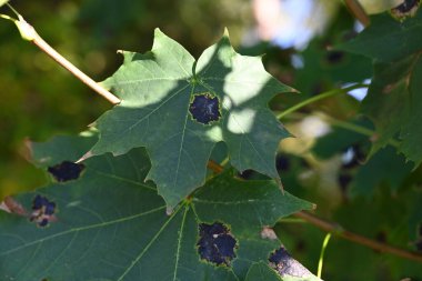 Sonbaharda yeşil ağaçtaki siyah üzüm yaprağını kapat, doğa arka planı.