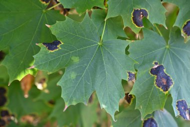 Yaz parkında yeşil yaprakların yakın çekimi
