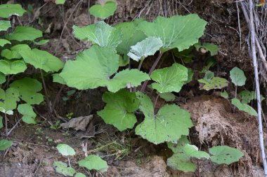 bahçedeki yeşil bitki anne ve üvey anne doğada