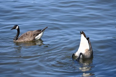 Kuşlar kayaların üzerinde oturuyorlar. Sudaki kazlar ve martılar,