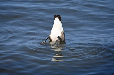 Deniz kazlarındaki martılar ve sudaki martılar,