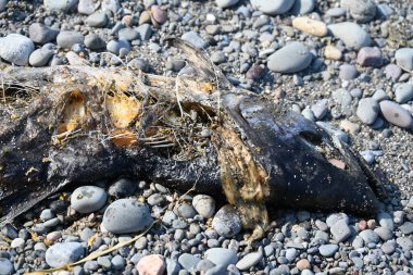 Ölü deniz, İsrail sahilinde çürük balık.