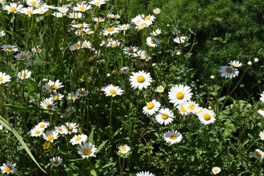 Denizin arka planında güzel papatyalar,