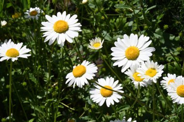 Denizin arka planında güzel papatyalar,