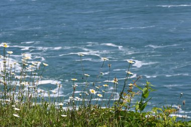 Denizin arka planında güzel papatyalar,