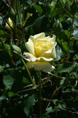 Bahçedeki güzel sarı güller