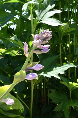 Güzel mor çiçekler ve doğa