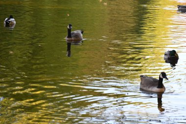 Şirin ördekler ve gölde yüzen yabani kazlar. 
