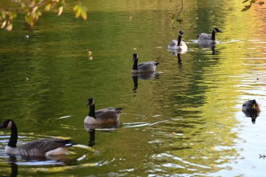 Şirin ördekler ve gölde yüzen yabani kazlar. 