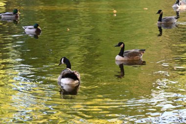 Yaban kazları gölde yüzüyor 