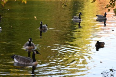 Şirin ördekler ve gölde yüzen yabani kazlar. 