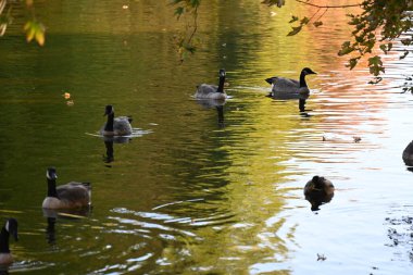 Şirin ördekler ve gölde yüzen yabani kazlar. 