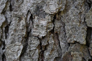 ağaç kabuğu ve arkaplan ve doku,