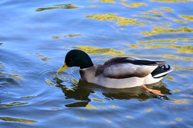 Gölde yüzen sevimli yaban ördekleri 
