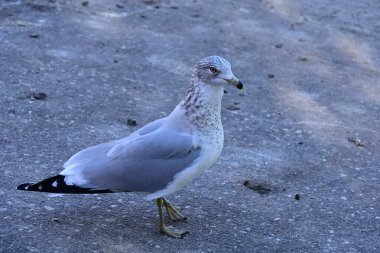 Asfalt yolda duran martıya yakın çekim 