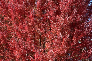 Kırmızı ve sarı sonbahar yaprakları