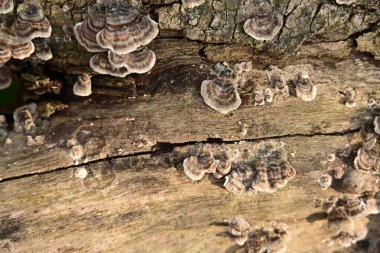 ağaç kabuğu ve arkaplan ve doku,