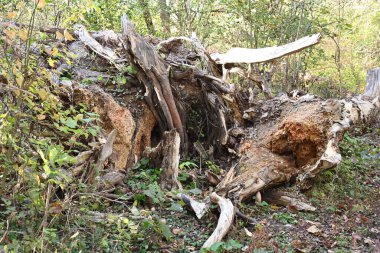 ağaç kabuğu ve arkaplan ve doku,
