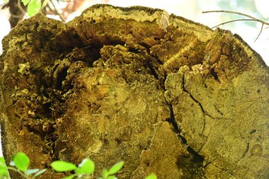 ağaç kabuğu ve arkaplan ve doku,