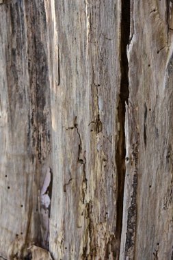 ağaç kabuğu ve arkaplan ve doku,